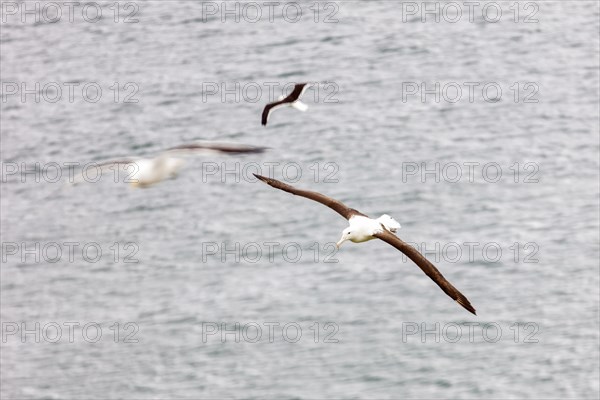 Albatros (Diomedea sanfordi), Taiaroa Head, Otago Peninsula, Neuseeland