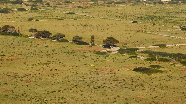 Green meadow, row of trees detail, Levanzo, Egadi Islands, Sicily, Italy, Europe
