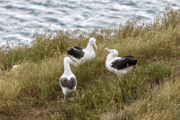 Albatros (Diomedea sanfordi), Taiaroa Head, Otago Peninsula, Neuseeland