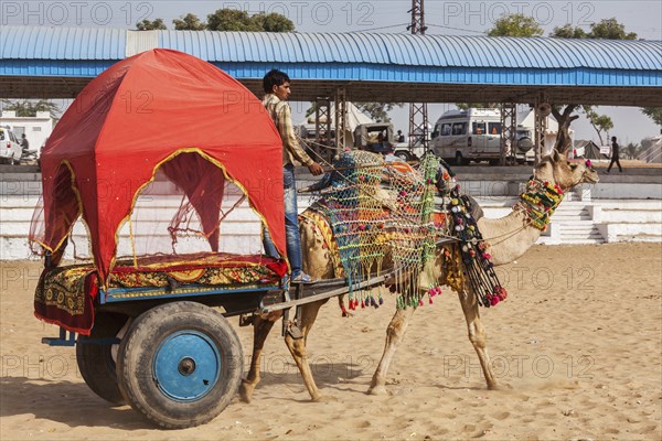 PUSHKAR, INDIA, NOVEMBER 22, 2012: Camel "taxi" for tourists at Pushkar camel fair (Pushkar Mela),
