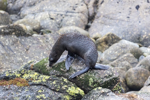 Pinnipeds (Pinnipedia), Colony, Cape Foulwind, New Zealand, Oceania