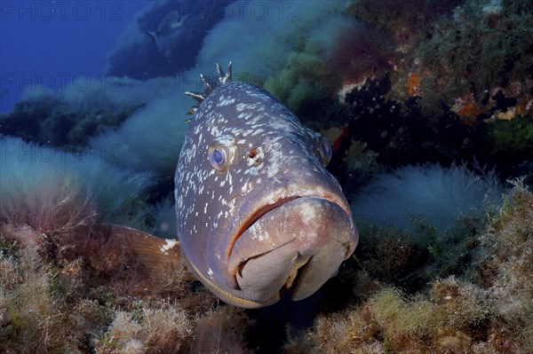 Portrait of dusky grouper (Epinephelus marginatus) (Mycteroperca marginatus) in the Mediterranean