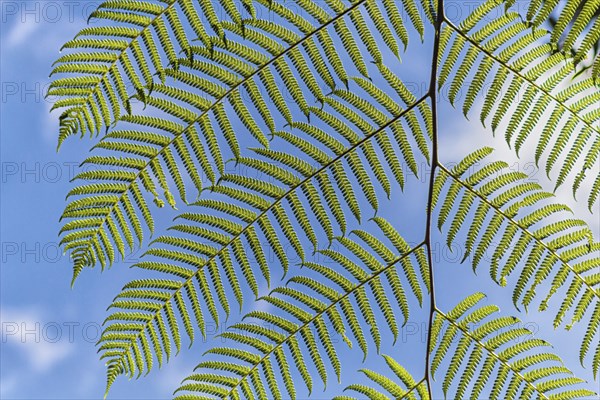 Ornamental bright green fern leaves with sky background