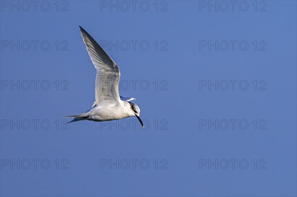 Sandwich tern (Thalasseus sandvicensis Sterna sandvicensis) flying along the North Sea coast in