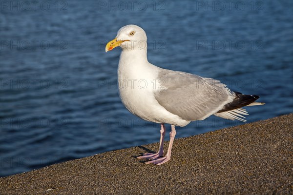 Close up of Herring gull, Larus argentatus, standing on wall with sea behind, paignton, Devon,