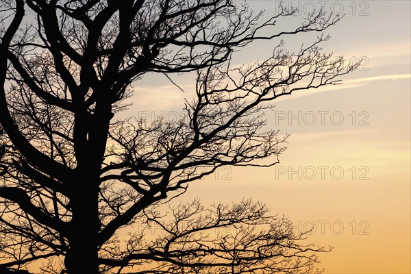 Tree branches on a leafless tree in silhouette at sunset