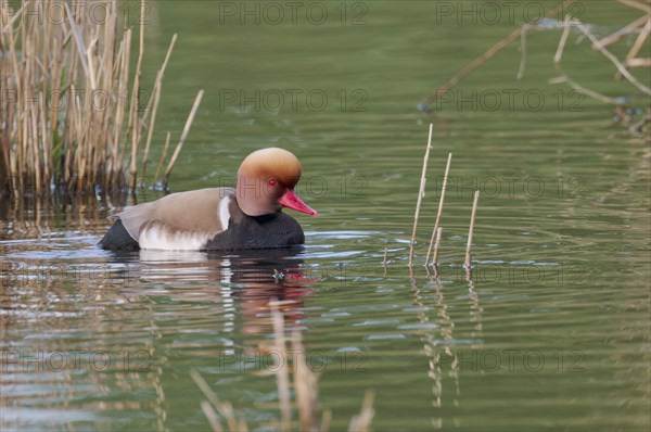 Red-crested Pochard (Netta rufina), Baden-Württemberg, Germany, Europe