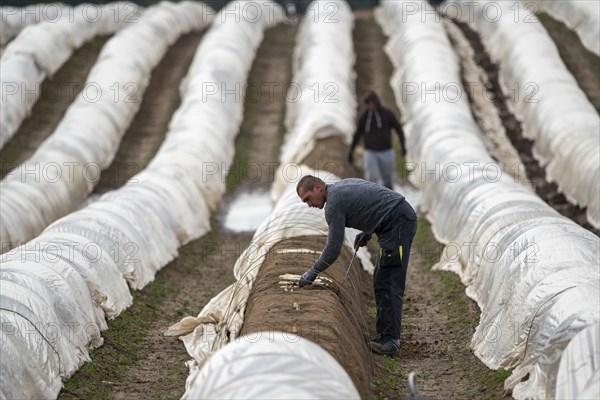 Asparagus harvest in the Rhineland, asparagus pickers at work in an asparagus field covered with