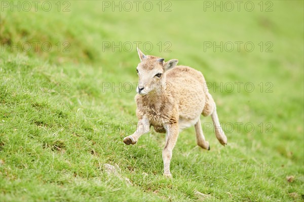 European mouflon (Ovis aries musimon) running standing on a meadow, tirol, Kitzbühel, Wildpark