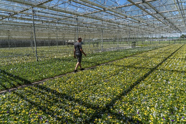 Horticultural business, greenhouse, various types of potted plants are grown here to be sold in