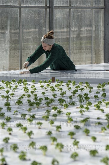 Agriculture, herb nursery, basil seedlings, growing in a greenhouse