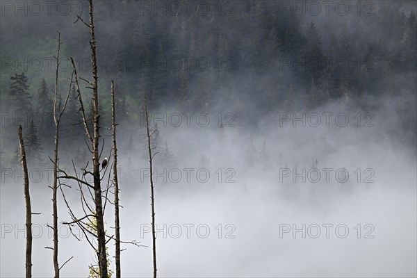Bald eagle (Haliaeetus leucocephalus) perched on a dead tree in front of the cloudy Pacific