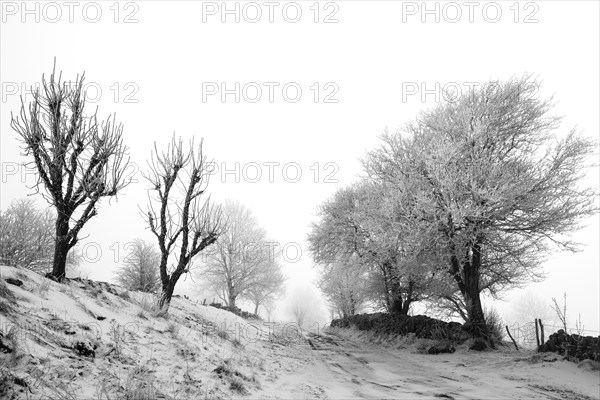 Aubrac plateau. Hedge of trees and path in winter. Lozere department. Occitanie. France