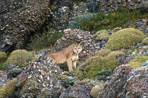 Cougar (Felis concolor patagonica) wbl. Torres del Paine NP, Chile, Torres del Paine NP, South