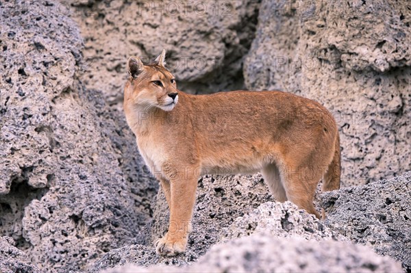 Cougar (Felis concolor patagonica) wbl. Torres del Paine NP, Chile, Torres del Paine NP, South