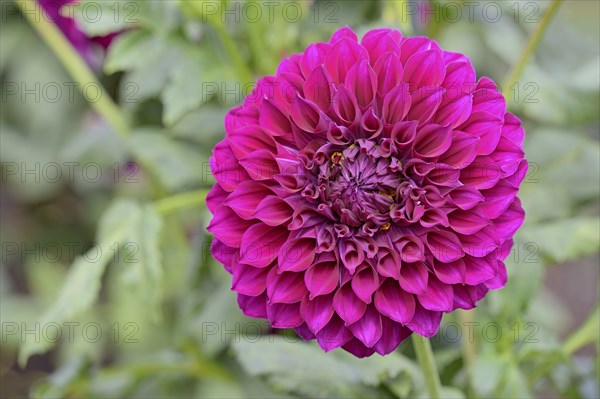 Decorative dahlias (Dahlia), Purple Joy variety, purple-coloured flower, North Rhine-Westphalia,