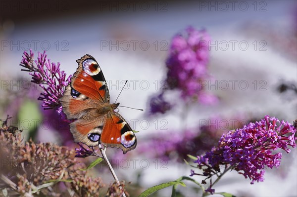 European peacock (Aglais io), on summer lilac or butterfly-bush (Buddleja davidii), Wilden, North