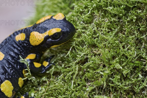 Fire salamander (Salamandra salamandra), Lower Saxony, Germany, Europe