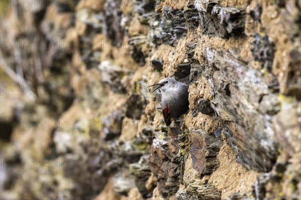Wallcreeper (Tichodroma muraria) foraging on a wall, wildlife, Germany, Europe