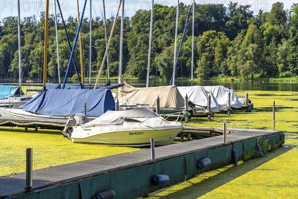 Green carpet of plants on Lake Baldeney in Essen, proliferating aquatic plant Elodea, waterweed, an