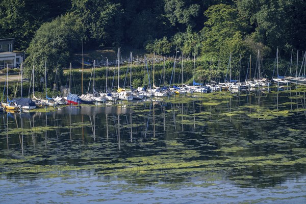 Green carpet of plants on Lake Baldeney in Essen, proliferating aquatic plant Elodea, waterweed, an