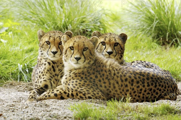 Three young cheetahs (Acinonyx jubatus), Kenya, Africa