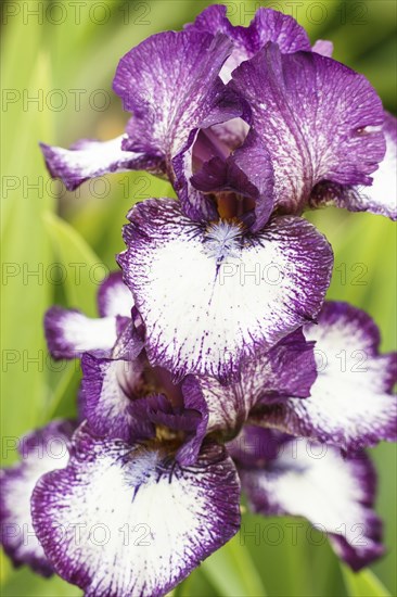 Beautiful multicolored iris flower bloom in the garden. Close up, fragility and summer concept
