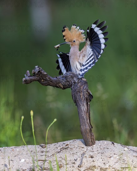 Hoopoe (Upupa epops) with food for the young birds, with beetle larva as prey, adult bird, Bird of
