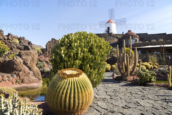 Cactus plants and windmill Jardin de Cactus designed by César Manrique, Guatiza, Lanzarote, Canary