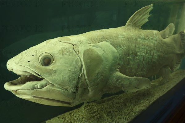 West indian ocean coelacanth (Latimeria chalumnae), Natural History Museum, opened 1889, Vienna,