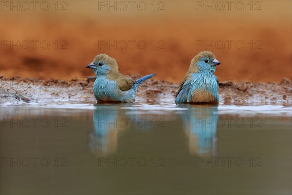 Angolan butterfly finch (Uraeginthus angolensis), blue-eared butterfly finch, adult, two birds, at