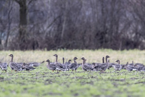 Bean geese (Anser fabalis) and greater white-fronted geese (Anser albifrons), Emsland, Lower