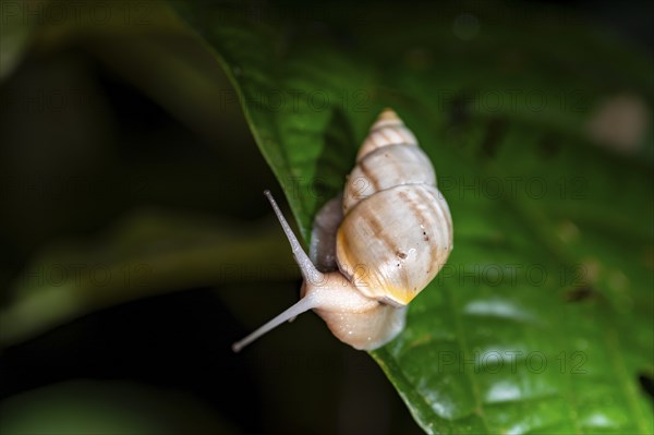 Snail with snail shell (Gastropoda) on a leaf at night in the tropical rainforest, Refugio Nacional