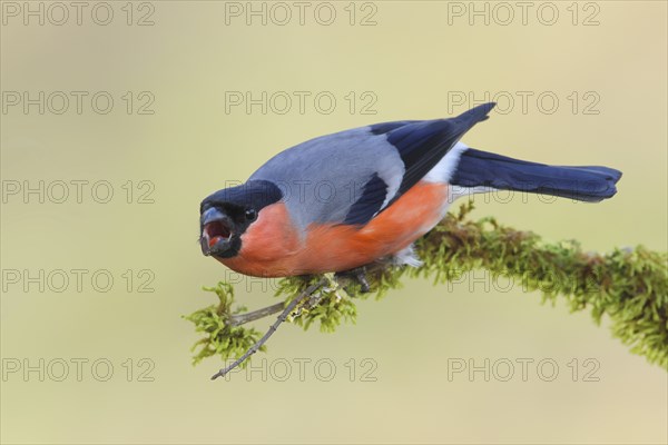 Eurasian bullfinch (Pyrrhula pyrrhula), Aggressive male sitting on a branch covered with moss,