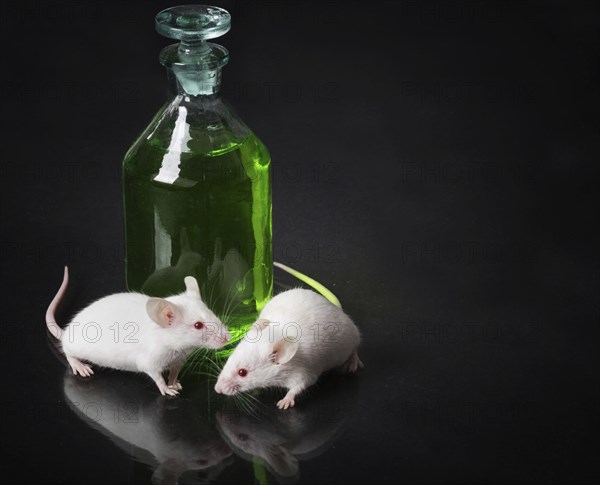 Two white laboratory mouse next to a jar with a green liquid on the glass surface with reflection