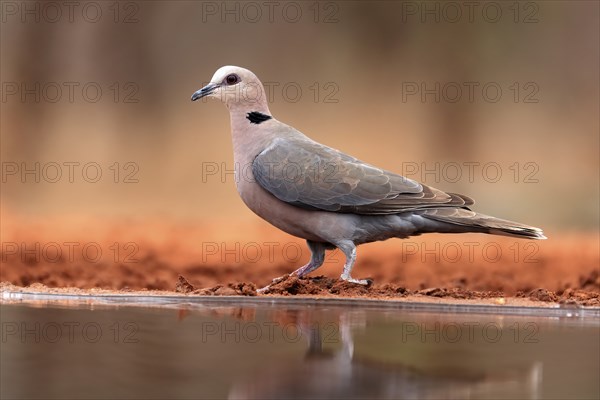 Red-eyed dove (Streptopelia semitorquata), Red-eyed Dove adult, at the water, Kruger National Park,