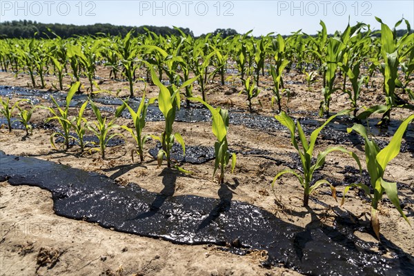 A maize field, with young plants, is fertilised with liquid manure, near Geldern, North