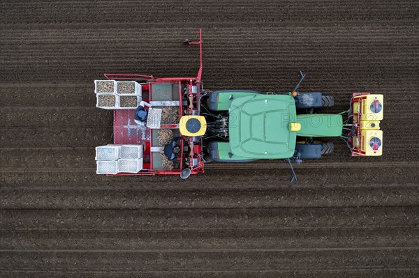 Early potatoes are placed in the soil of the field with a planting machine, Agriculture, Spring
