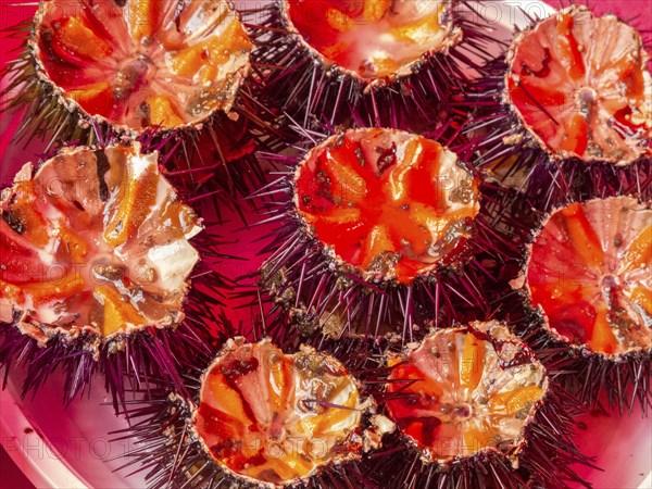 Fresh sea urchin at the historic Catania fish market, Catania, Sicily, Italy, Europe