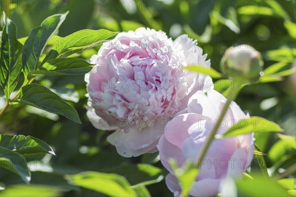Pink peony flower in a botanical garden