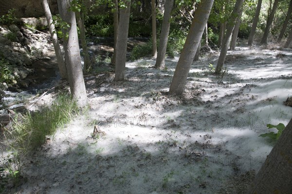 Ground covering of white seeds of the Quaking Aspen tree, Populus tremuloides, Alhama de Granada,