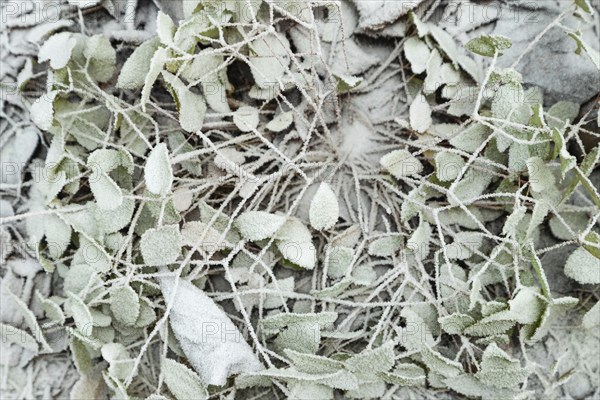 Barrenwort leaves covered with hoarfrost. Abstract floral background, garden and winter concept.