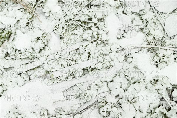 Leaves and grass covered with hoarfrost. Abstract floral background, garden and winter concept.