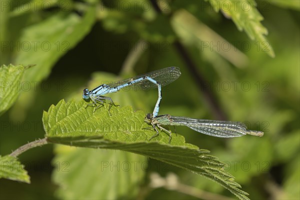 Common blue damselfly (Enallagma cyathigerum) two adult insects mating on a leaf, Suffolk, England,
