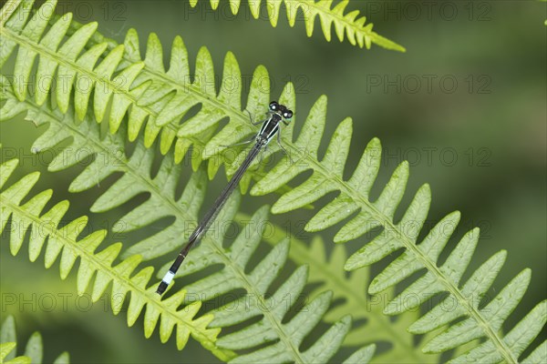 Common blue damselfly (Enallagma cyathigerum) adult insect resting on a Bracken leaf, Suffolk,