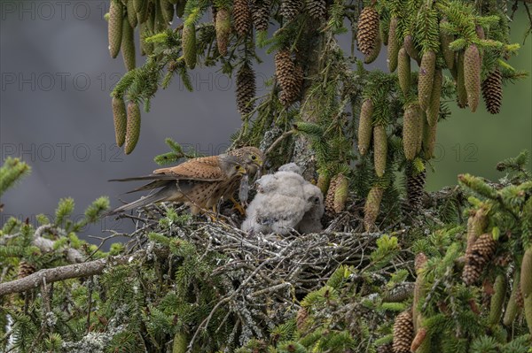 Common kestrel (Falco tinnunculus), female and male adult birds simultaneously bringing mice to the