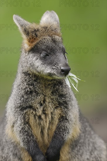 Swamp wallaby (Wallabia bicolor), captive, occurrence in Australia