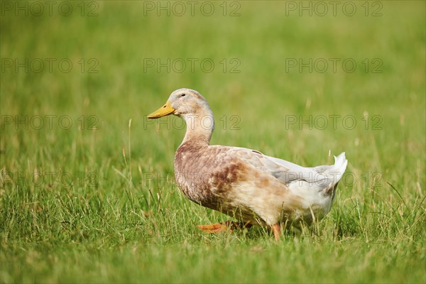 Domestic duck (Anas platyrhynchos domesticus) walking on a meadow, Wildpark Aurach Kitzbühel,