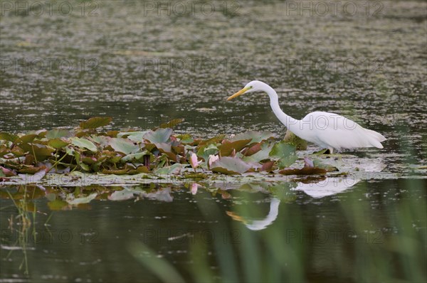 Great egret (Ardea alba), Lower Saxony, Germany, Europe