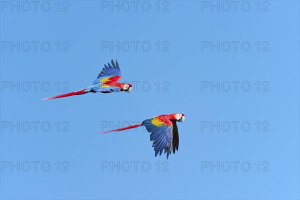 Scarlet Macaw (Ara macao) in flight, captive, Lower Saxony, Germany, Europe